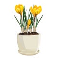 Spring flowers, crocus. Vector illustration. Royalty Free Stock Photo